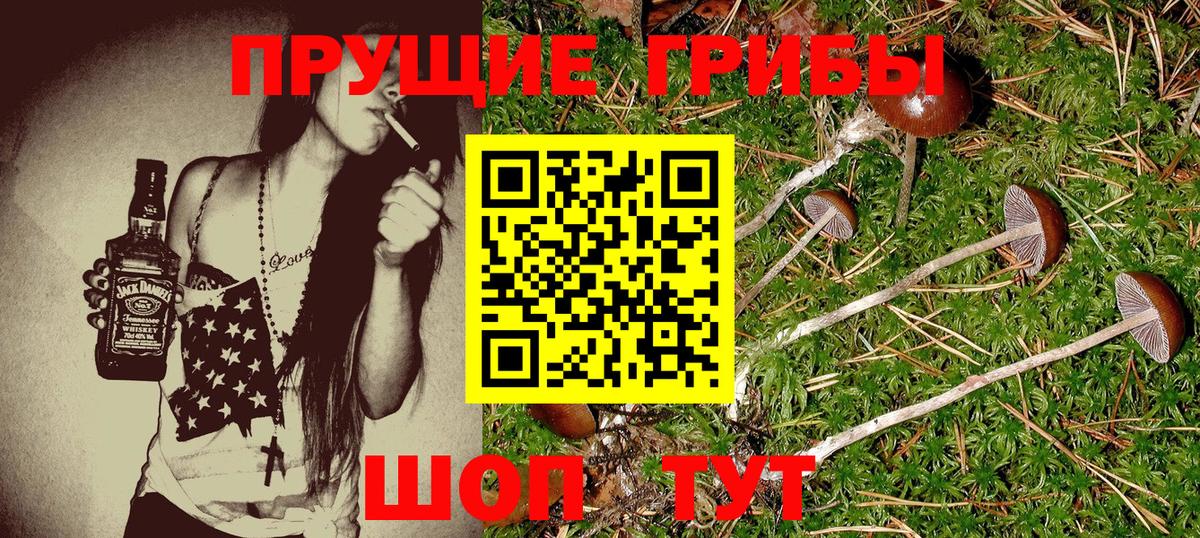 Псилоцибиновые грибы Psilocybe Кувандык